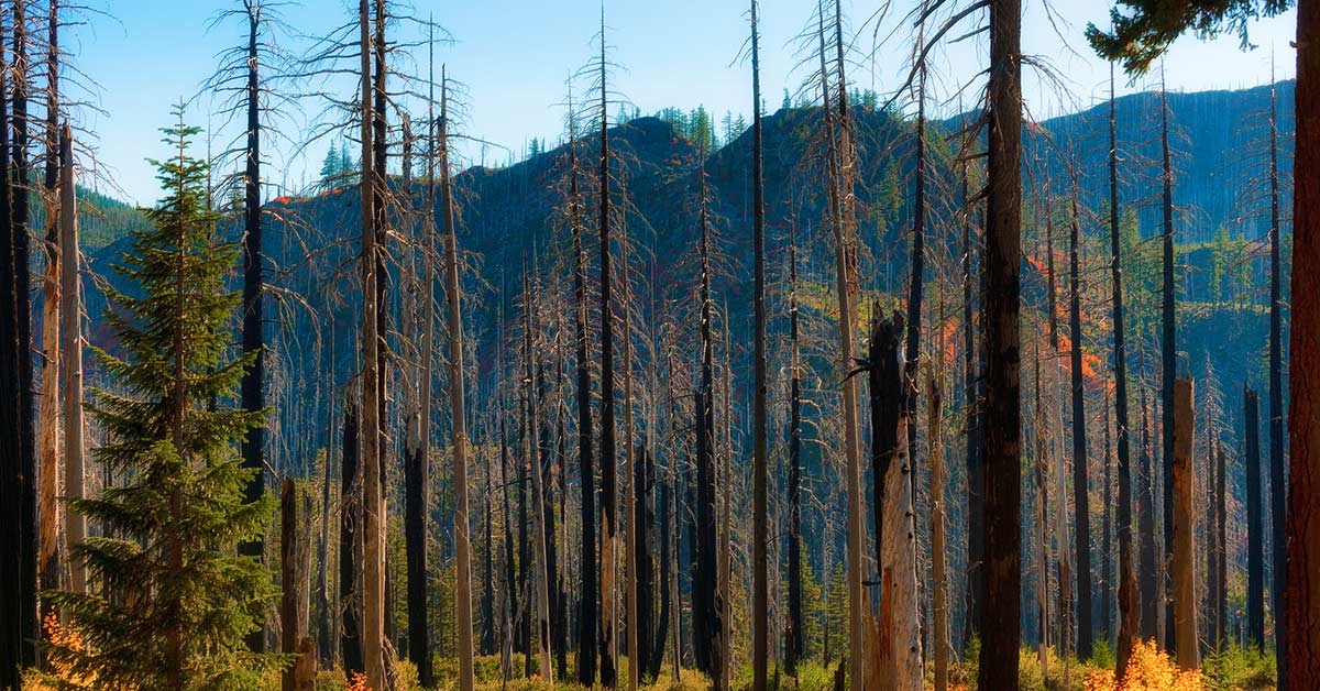 aftermath of wildfire in Oregon