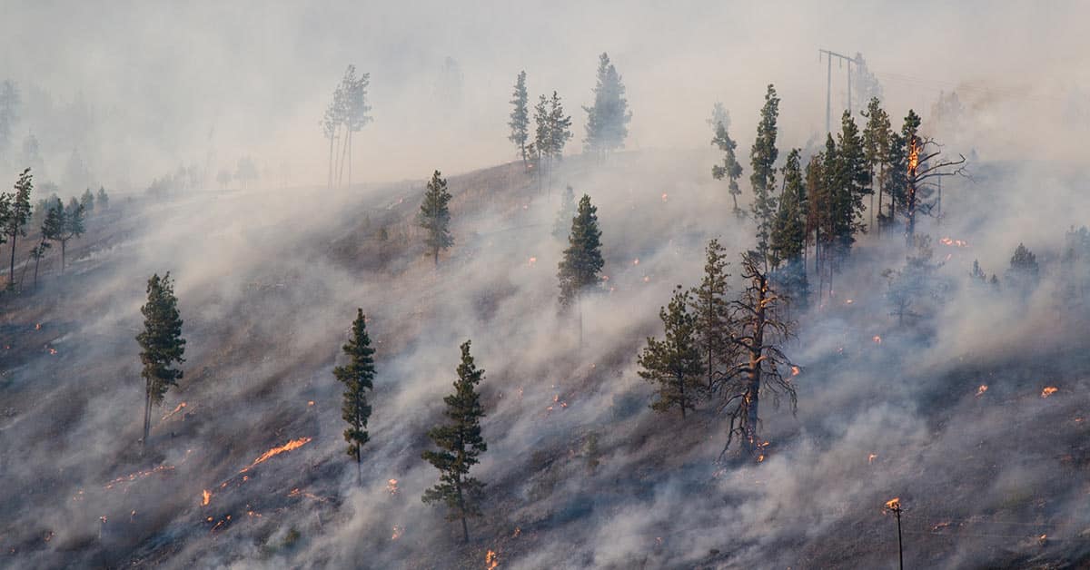 forest fire on hillside