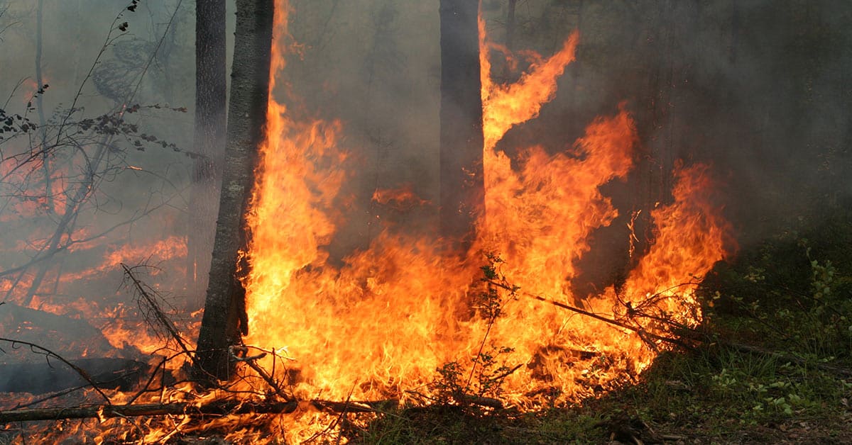 wildfire in the forest